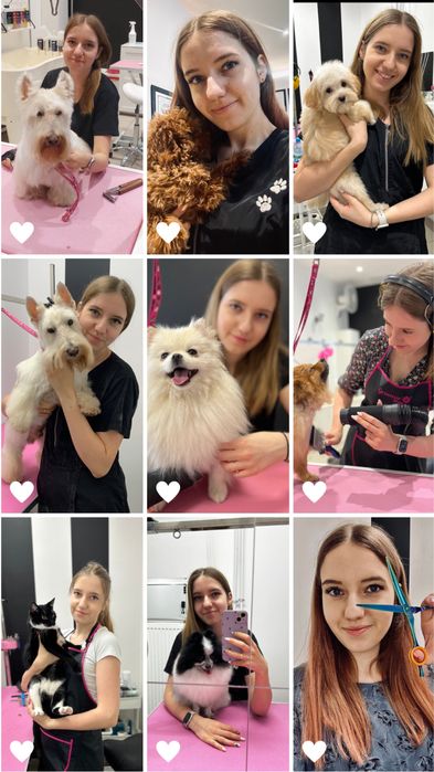 Kurs strzyżenia psów. Kurs groomerski. Kurs groomingu Psi Fryzjer