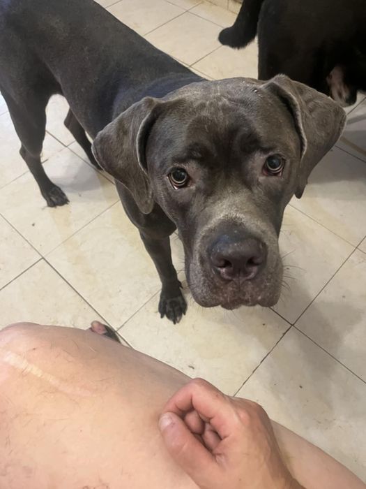 Femea jovem cane corso italiano