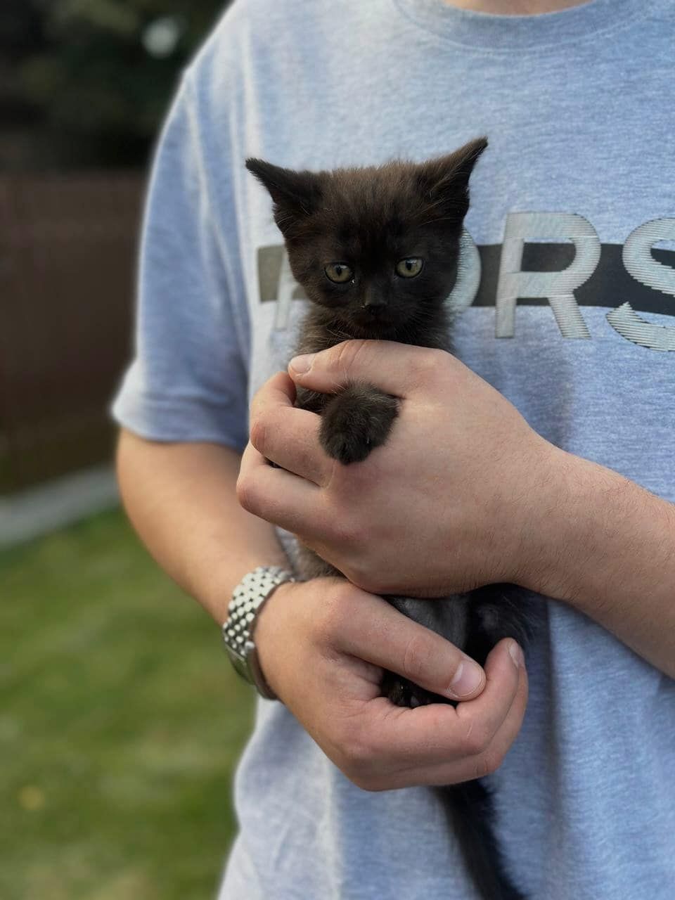 Черные котята бесплатно