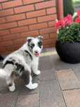 Border Collie - Piesek Seal Merle