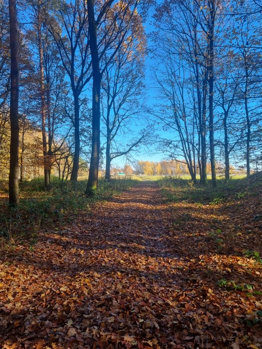 Działka przy lesie, Stanica