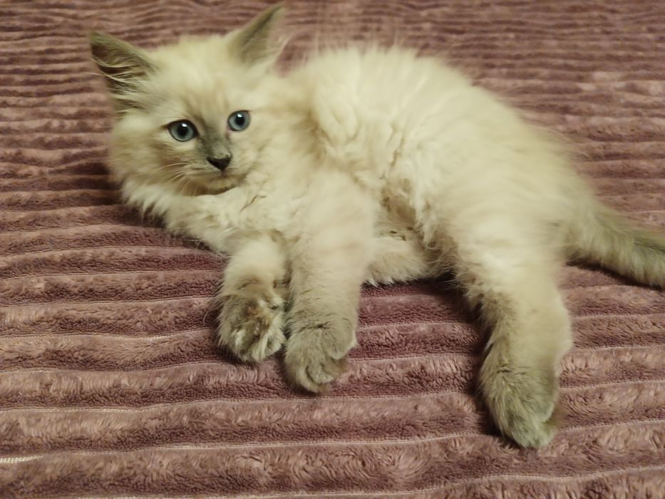 Котята Невские Маскарадные