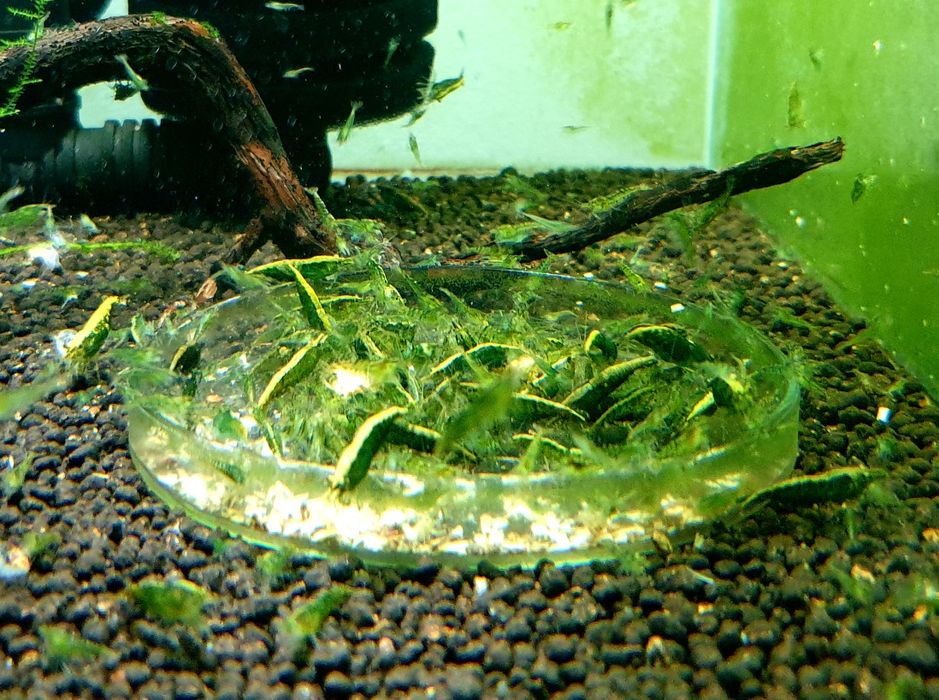 Krewetki Green Jade 40 sztuk Neocaridina__Częstochowa