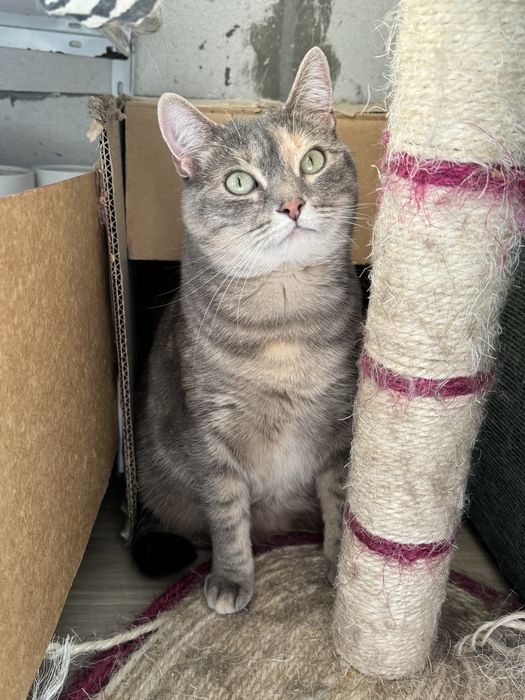 Киця в добрі руки