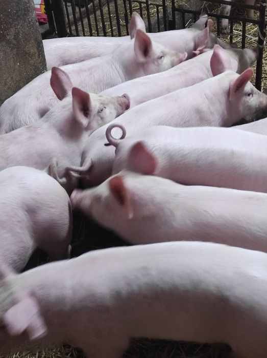 Prosięta,prosiaki,warchlaki,10 sztuk,9 tygodni,transport