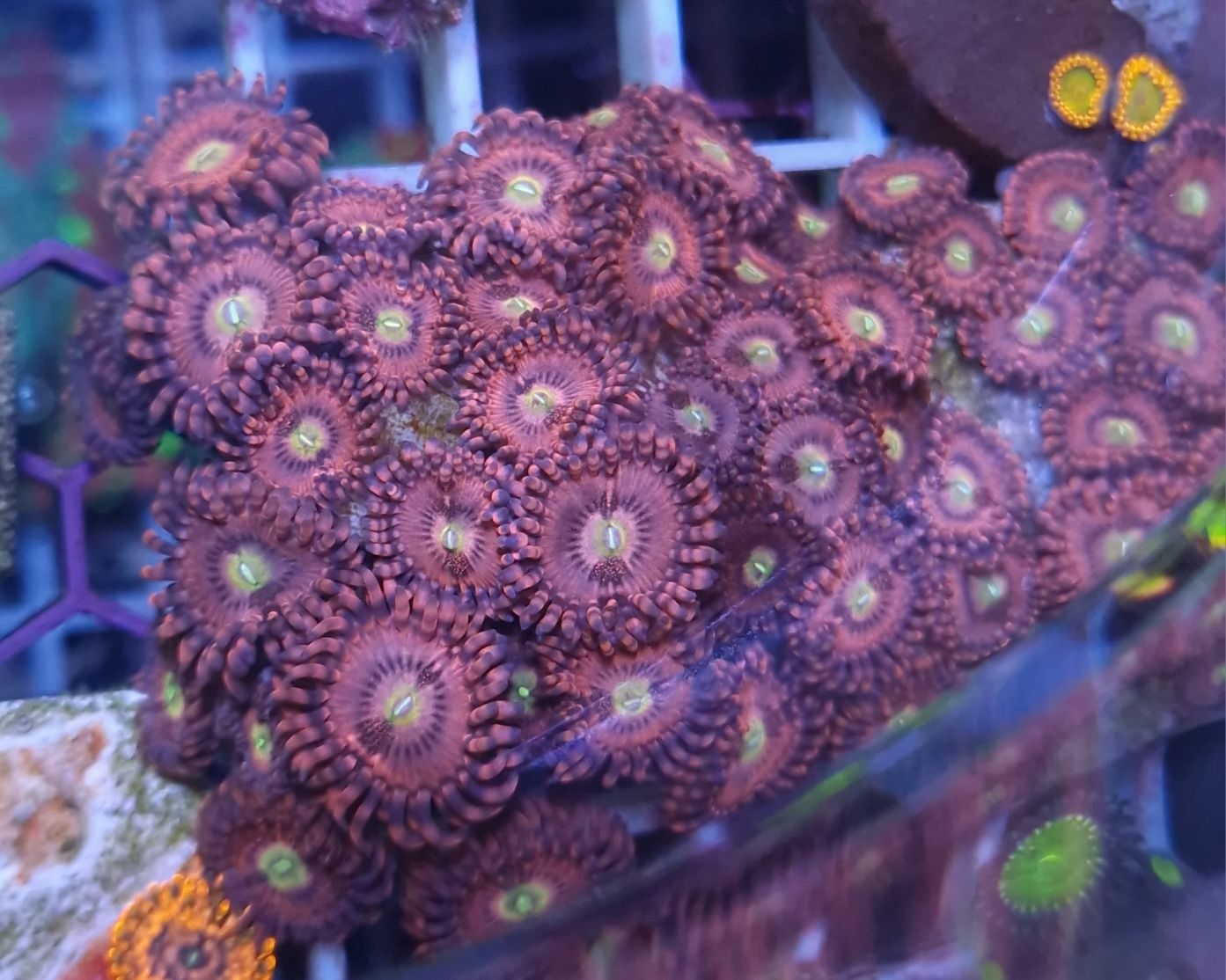 Corais agua salgada Frags de zoas
