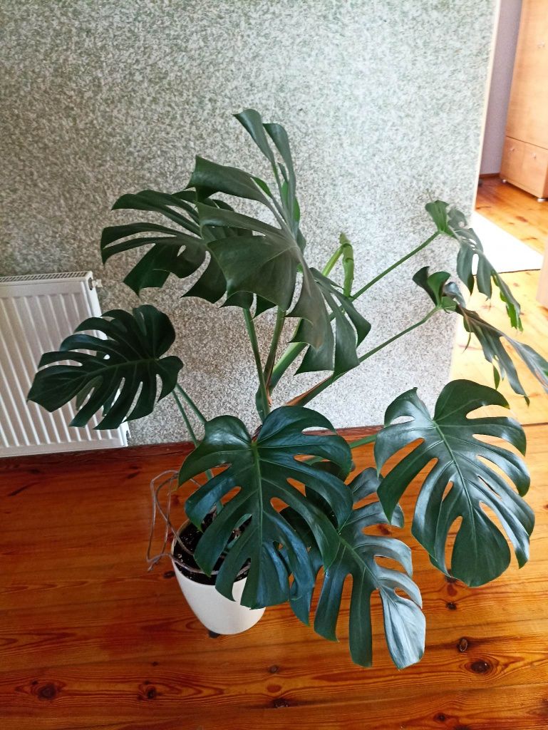 Monstera deliciosa rośliny doniczkowe duża