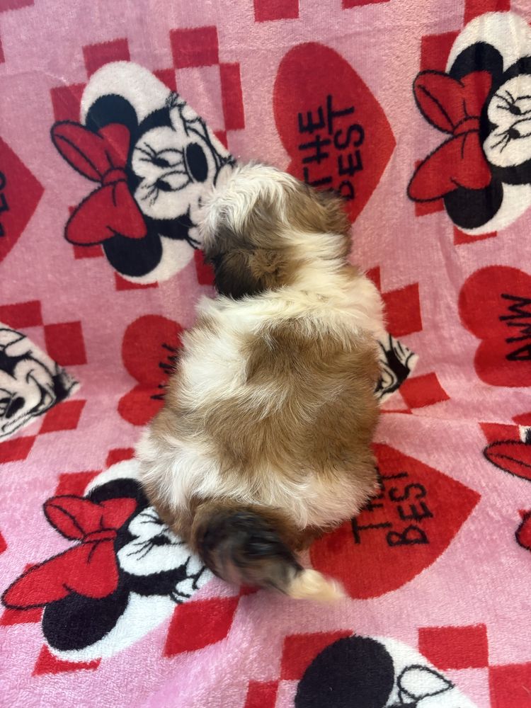 Shih tzu miniaturka suczka do odbioru