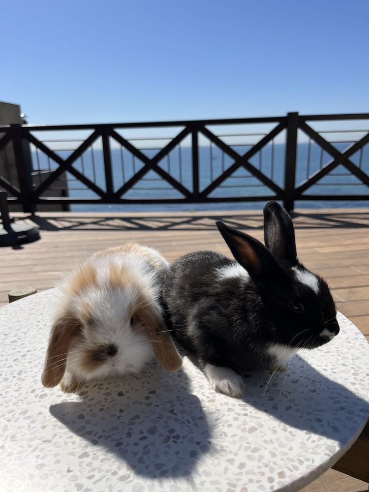 Coelhos Mini Lop & Angora