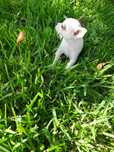Chihuahua branco macho