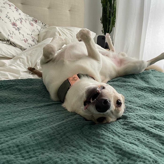 Pies Chart x Labrador PILNIE do adopcji PROSIMY o pomoc Fundacja