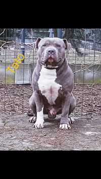 American staffordshire terrier