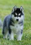 Wyjątkowa czarno-biała dziewczynka Siberian Husky FCI