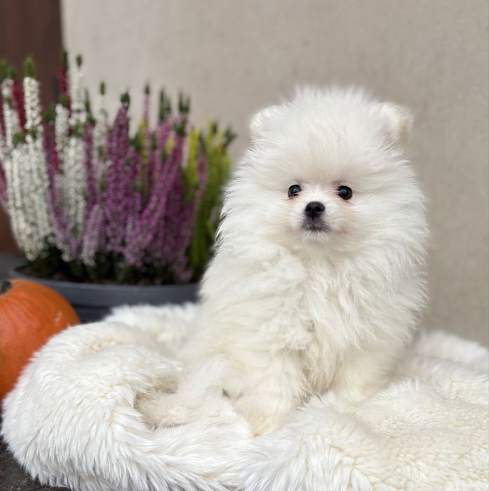 Puszysta biała suczka szpic miniaturowy Pomeranian