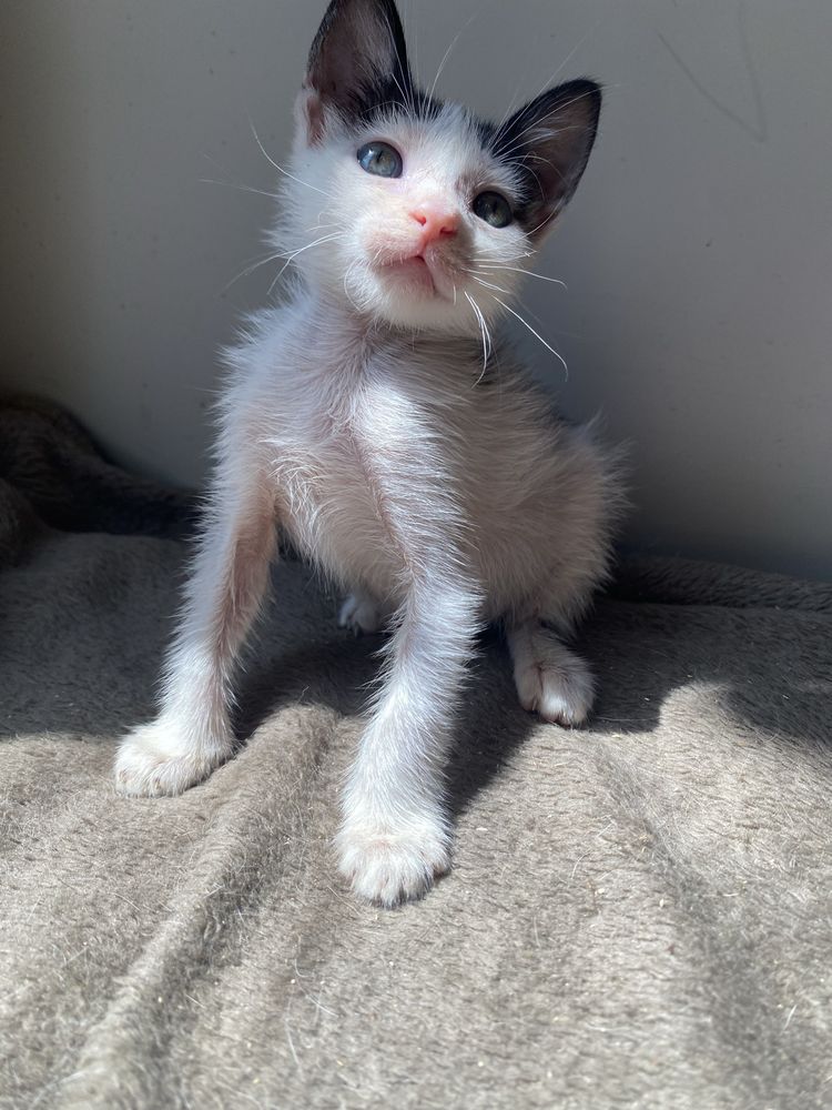 Gatinha para adoçao 2 meses e meio