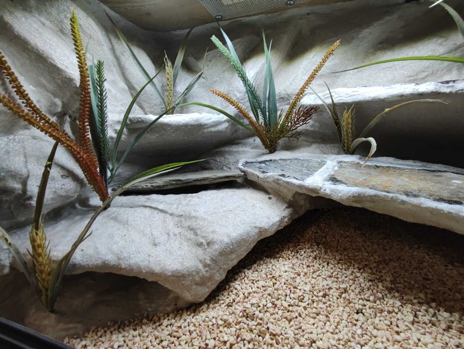 Terrarium pustynne nr784 60/40/40 dla gekona lamparciego DOSTĘPNE