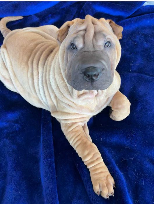 Hodowla rasy shar pei Red Folds przedstawia szczeniaków ur. 22.06.2025