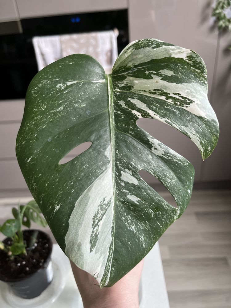 Monstera variegata