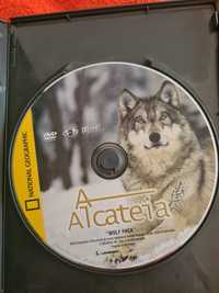 A Alcateia - lobos - National Geographic DVD