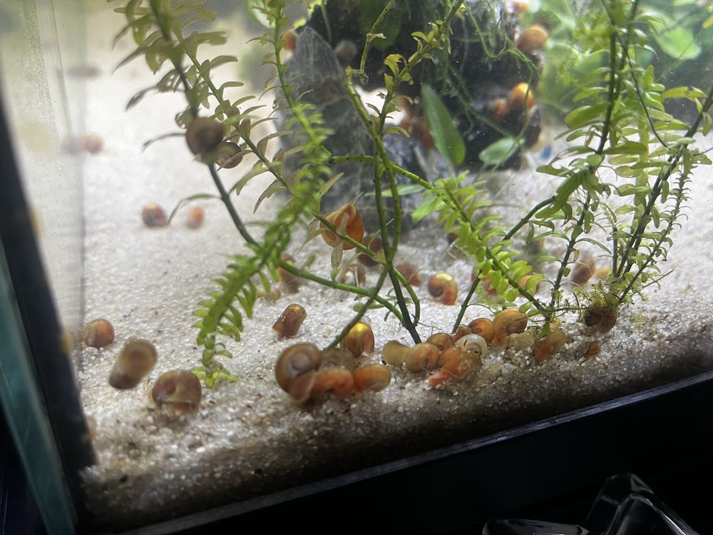 Caracóis planorbis