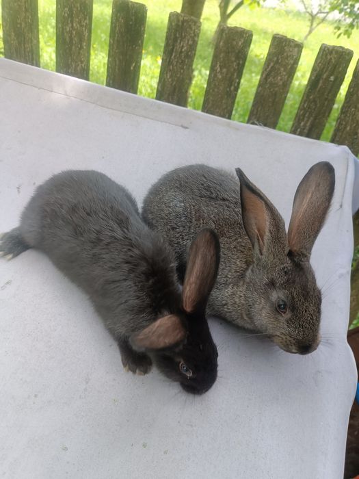 Продаю молоденькі кролики живою вагою