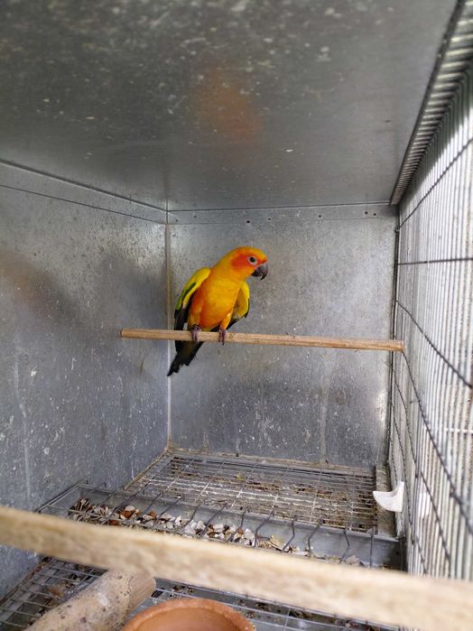 Aratinga Sol, macho, 2 anos, com cedência!