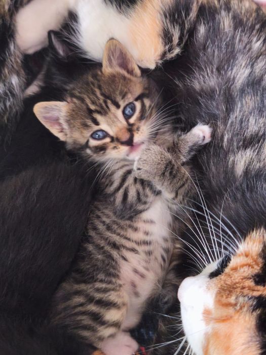 Adoção responsável de gatinho