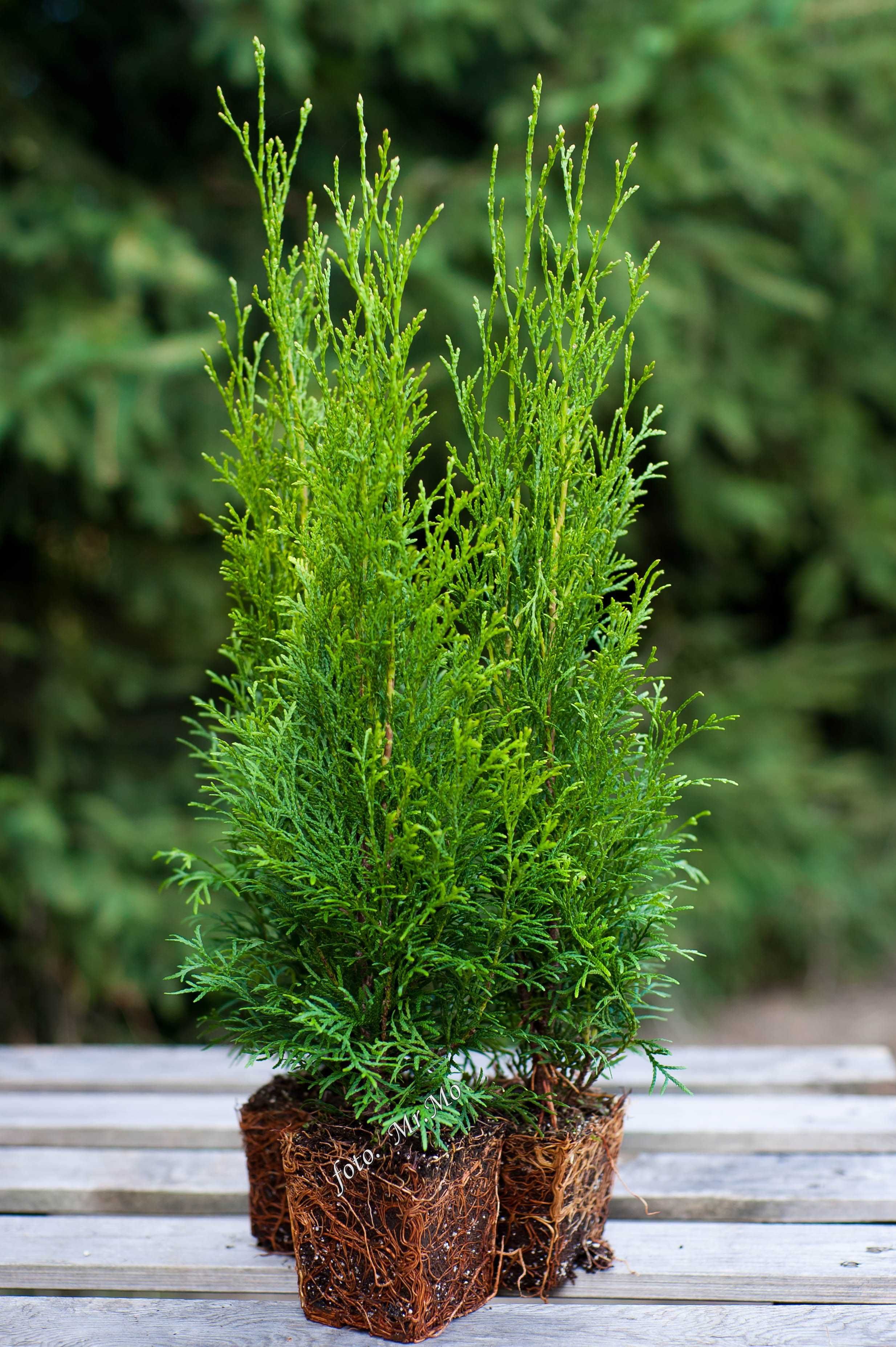 Tuje Tuja Szmaragd zielone THUJA OCCIDENTALIS 45cm 55 cm