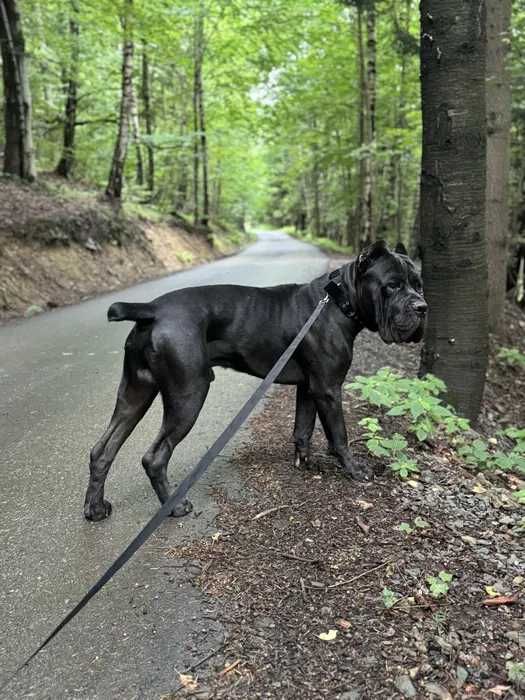 Cane Corso czarny uroczy samiec Merlin ZKwP/FCI