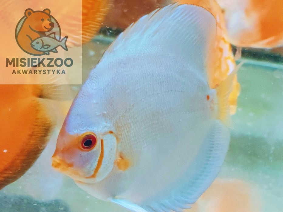 MISIEKZOO Dyskowce - Paletka Red White / Rozmiar 5 cm / Różne odmiany