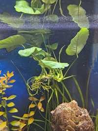 Anubias duży,  roślina do akwarium