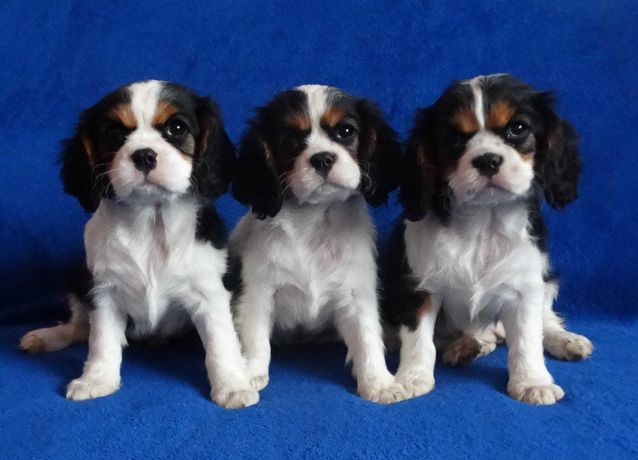 cavalier king charles spaniel