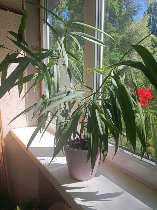 Фікус кімнатний вазон