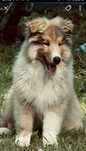 Szczeniak owczarek szkocki collie, lessie, samiec