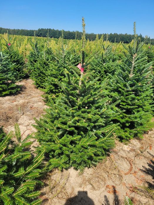 Jodła Frasera w donicy / doniczka 125 - 175 cm- Plantacja TuChoinki.pl