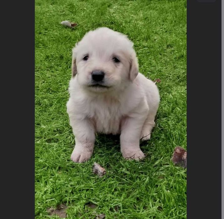 Owczarek Podhalański