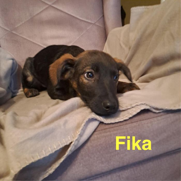 Szczeniaczki szukają domków