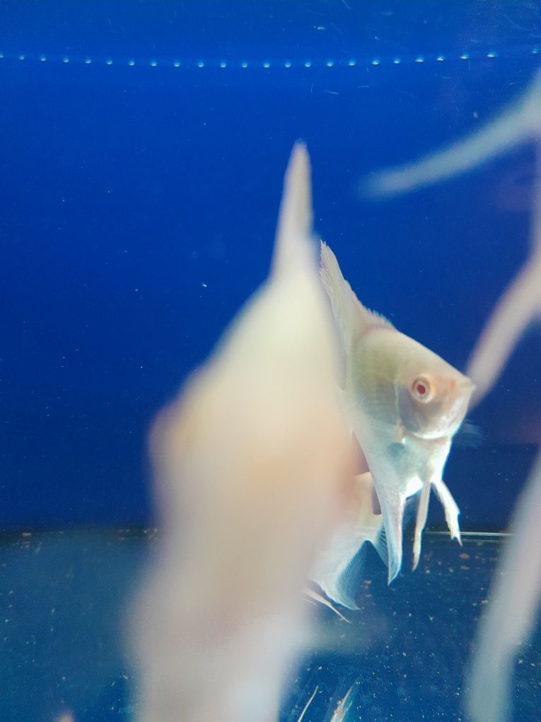 Skalar  pasiak albinos 5-6 cm