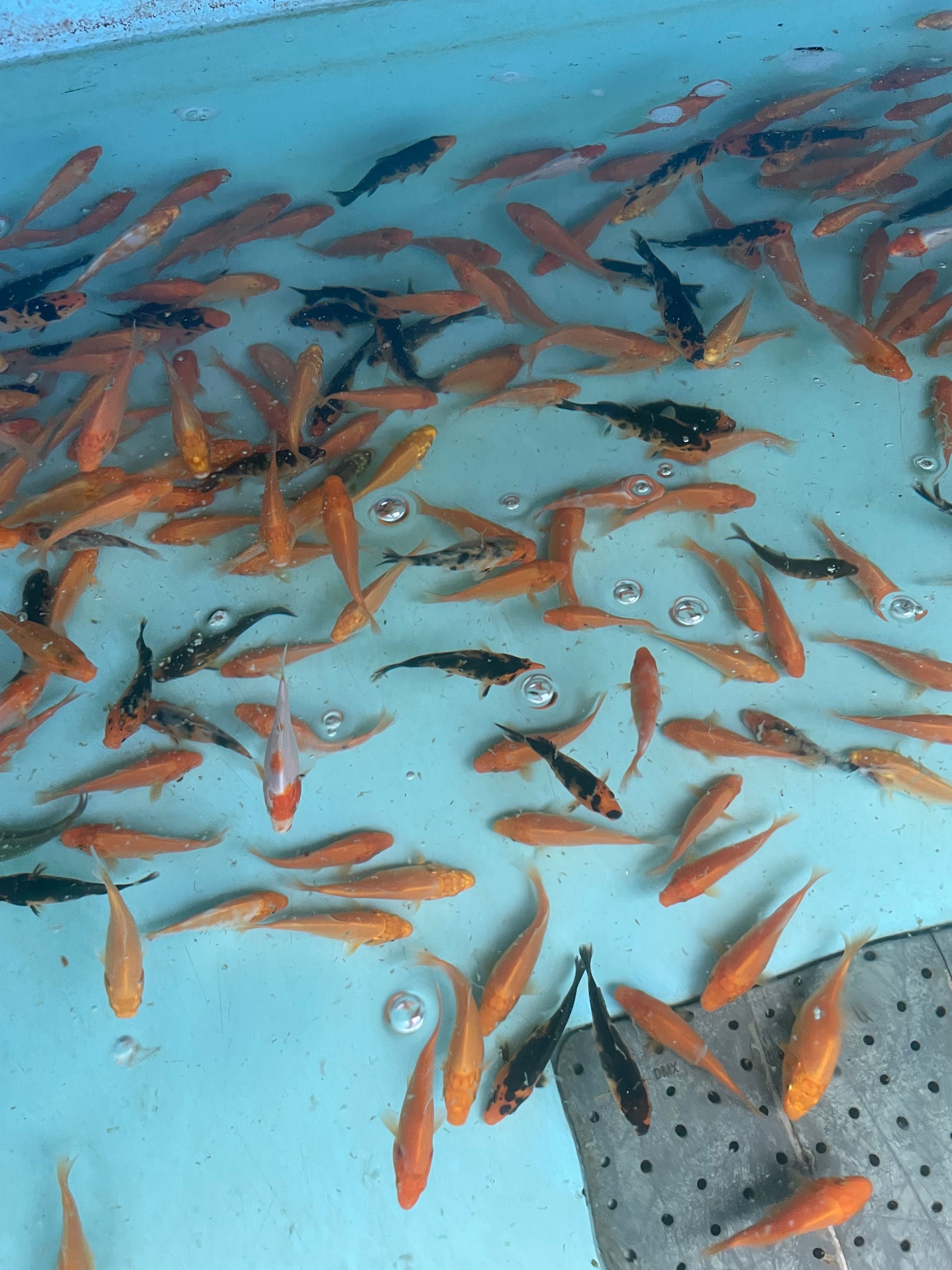 Karp koi narybek ok 8cm