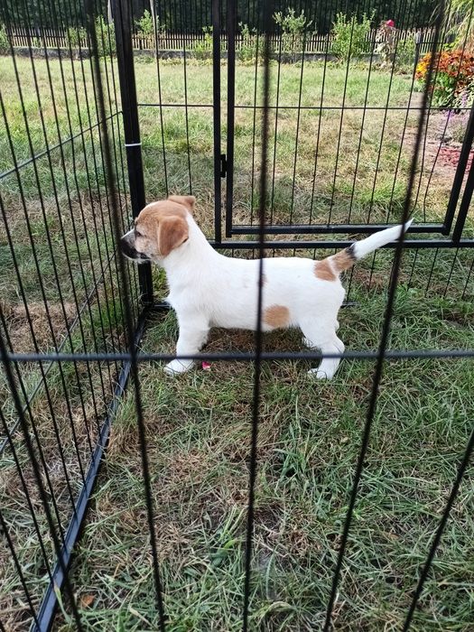 Jack Russell Terrier ZkwP FCI