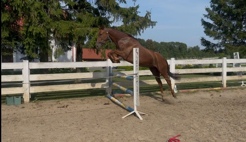 3 letni wałach przygotowany do zajazdki BARDZO SPOKOJNY