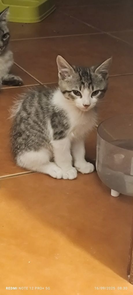 Gatinhos para adoção