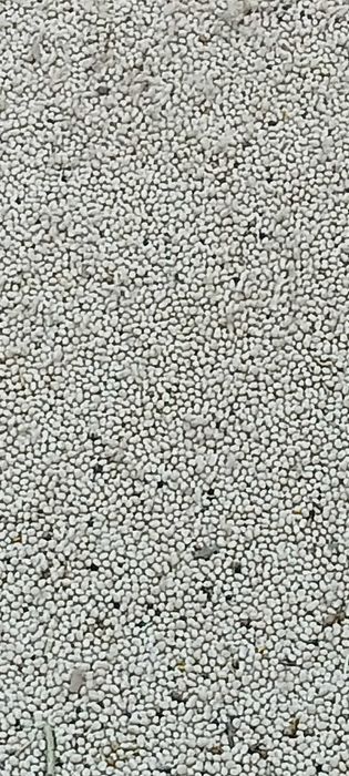 łubin wąskolistny gorzki