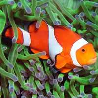 Peixe Palhaço - Amphiprion ocellaris - ÁGUA SALGADA