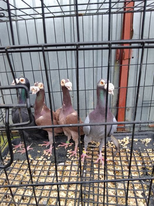 Gołębie kariery perukarze