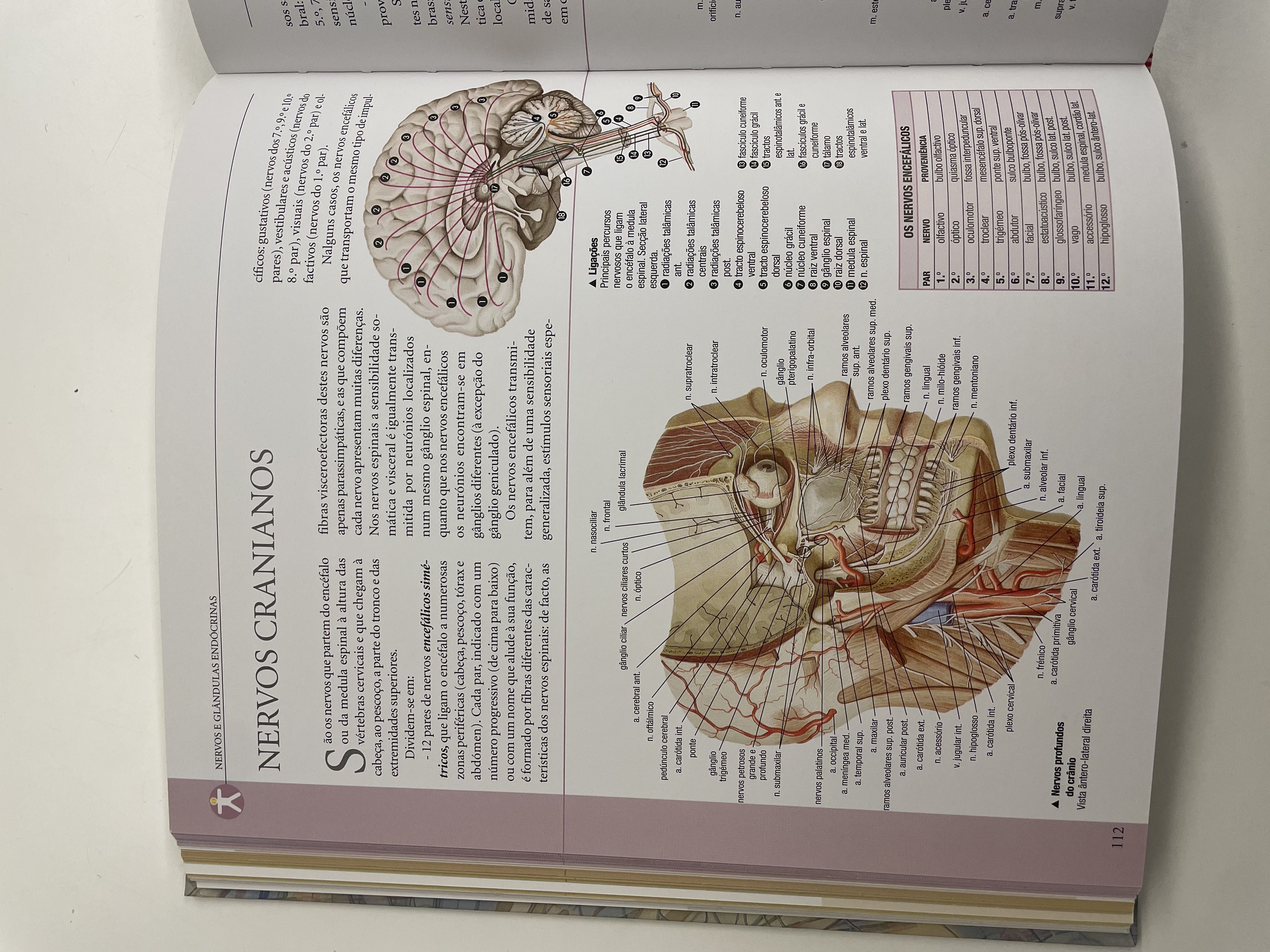 Livro ''Atlas Ilustrativo de Anatomia'' novo e nunca utilizado