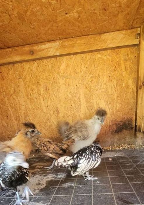 Sprzedam kury silki, kochiny, srebrytki,
biatoczuby holenderskie