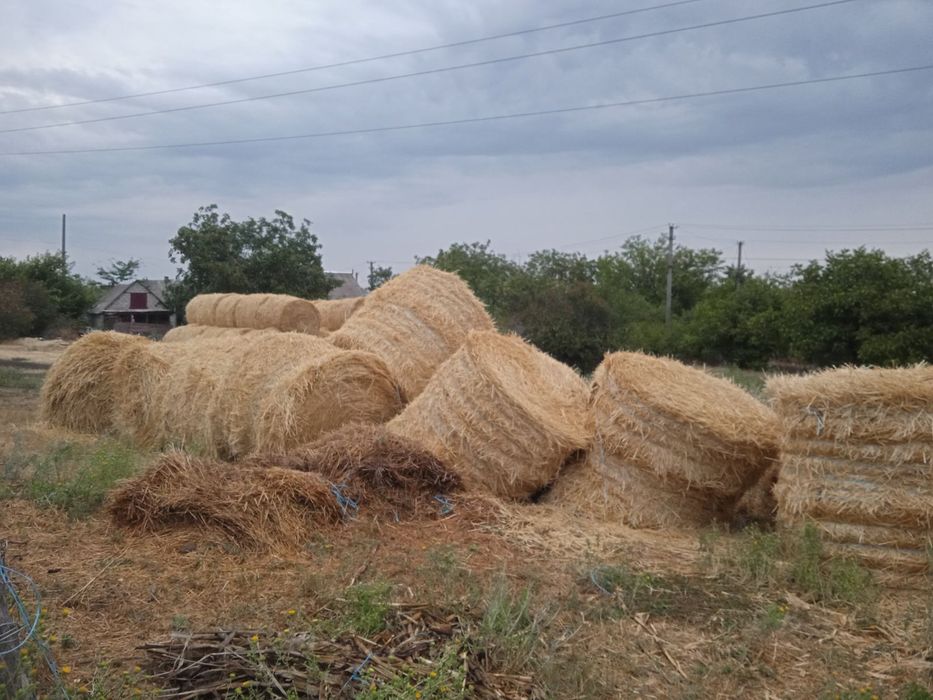 Солома в тюках .Самовывоз.