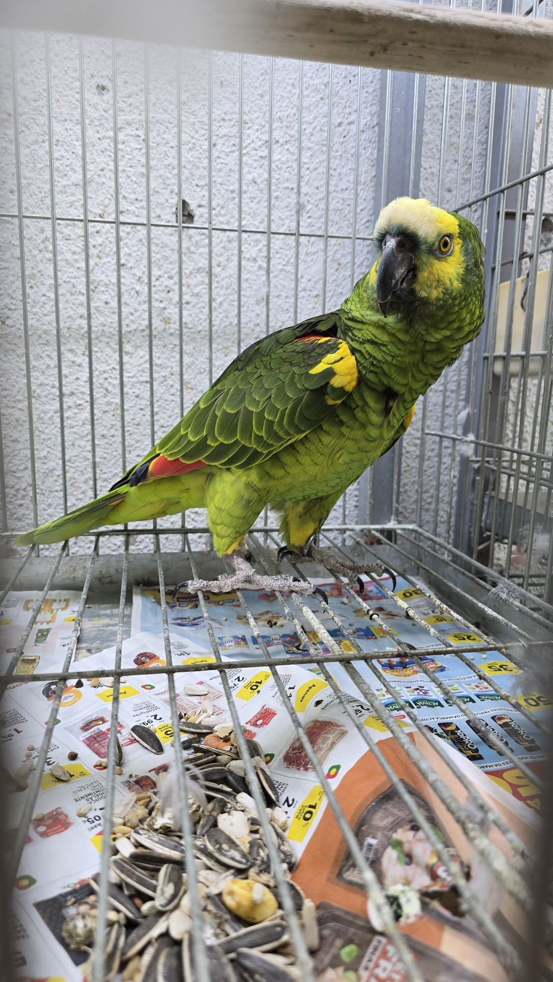 Papagaio muito bonito