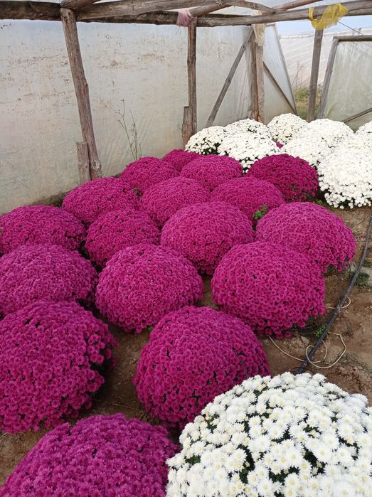 Chryzantemy drobnokwiatowe